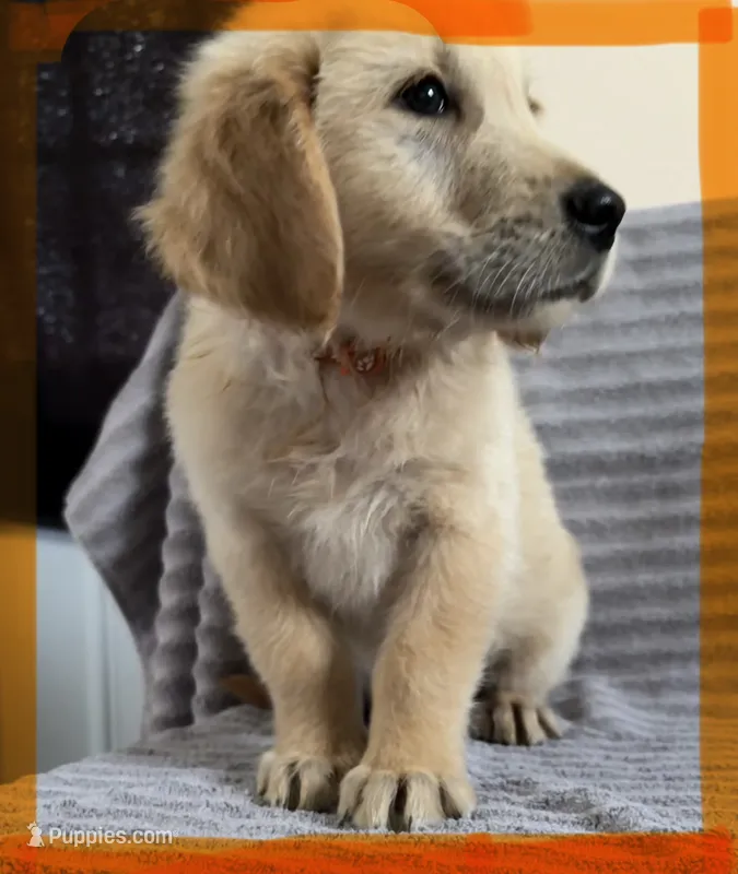 Orange-Saturn – Golden Retriever, English Cream Golden Retriever puppy for sale in Fair Grove, MO