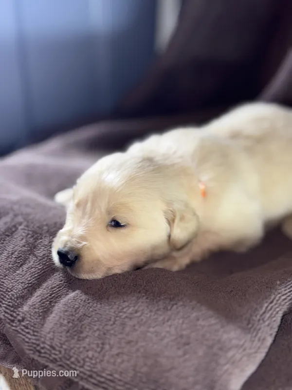 Orange-Saturn – Golden Retriever, English Cream Golden Retriever puppy for sale in Fair Grove, MO