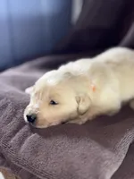 Orange-Saturn, a male Golden Retriever and English Cream Golden Retriever for sale in Fair Grove, MO – 1 of 3