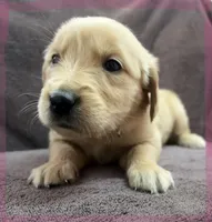 Pink-Stella, a female Golden Retriever and English Cream Golden Retriever for sale in Fair Grove, MO – 4 of 7