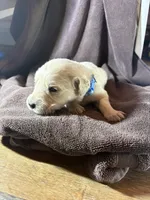 Light-blue-Luna, a female Golden Retriever and English Cream Golden Retriever for sale in Fair Grove, MO – 2 of 2