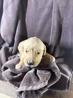 Pink-Stella, a female Golden Retriever and English Cream Golden Retriever for sale in Fair Grove, MO – 2 of 3