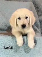 Sage-Jupiter, a male English Cream Golden Retriever for sale in Fair Grove, MO – 6 of 6
