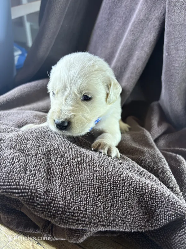 Dark blue-Neptune – English Cream Golden Retriever puppy for sale in Fair Grove, MO