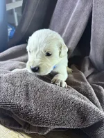 Dark blue-Neptune, a male English Cream Golden Retriever for sale in Fair Grove, MO – 1 of 3