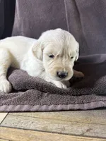 Light-Green- Taurus, a male Golden Retriever and English Cream Golden Retriever for sale in Fair Grove, MO – 3 of 3