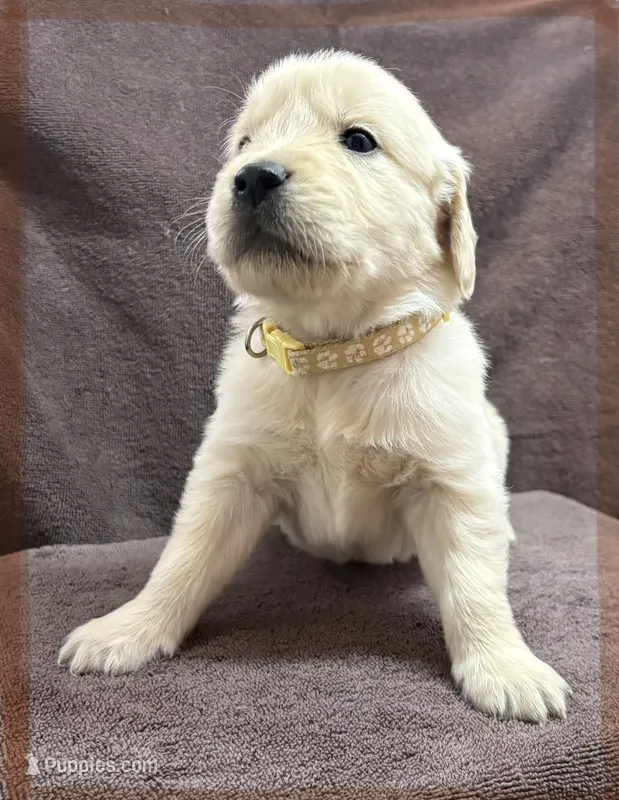 Tan- Virgo – Golden Retriever, English Cream Golden Retriever puppy for sale in Fair Grove, MO