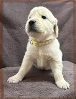 Tan- Virgo, a male Golden Retriever and English Cream Golden Retriever for sale in Fair Grove, MO – 2 of 7