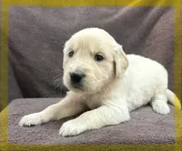 Yellow- Scorpio, a male Golden Retriever and English Cream Golden Retriever for sale in Fair Grove, MO – 6 of 6