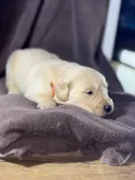 Orange-Saturn, a male Golden Retriever and English Cream Golden Retriever for sale in Fair Grove, MO – 2 of 3
