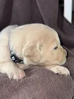Black-Orion, a male Golden Retriever and English Cream Golden Retriever for sale in Fair Grove, MO – 3 of 3