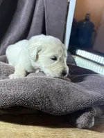 Sage-Jupiter, a male English Cream Golden Retriever for sale in Fair Grove, MO – 2 of 3