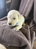 Dark blue-Neptune, a male English Cream Golden Retriever for sale in Fair Grove, MO – 2 of 3