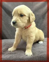 Red-Mars, a female Golden Retriever and English Cream Golden Retriever for sale in Fair Grove, MO – 6 of 7