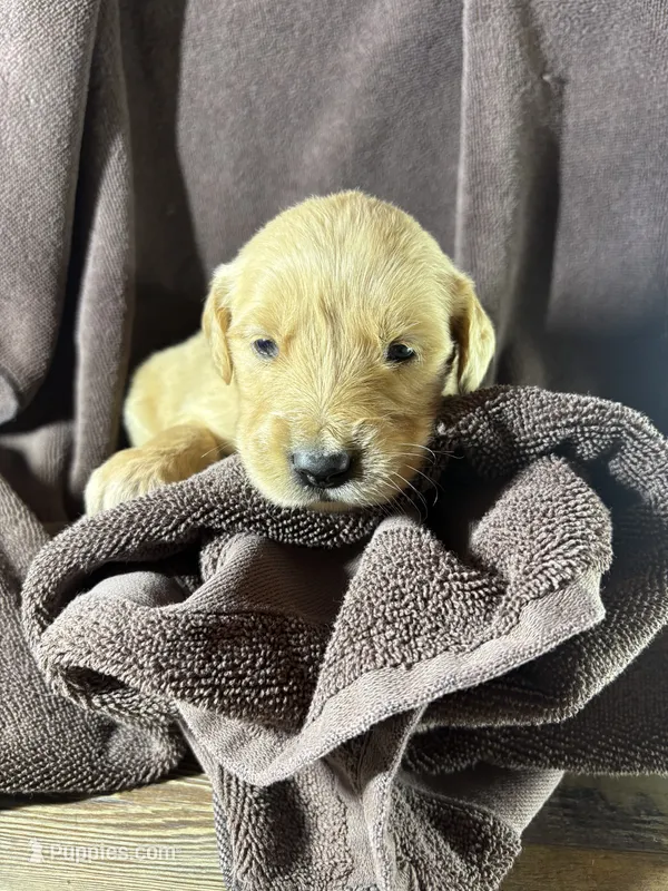 Pink-Stella – Golden Retriever, English Cream Golden Retriever puppy for sale in Fair Grove, MO