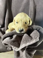 Pink-Stella, a female Golden Retriever and English Cream Golden Retriever for sale in Fair Grove, MO – 1 of 3