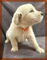 Orange-Saturn, a male Golden Retriever and English Cream Golden Retriever for sale in Fair Grove, MO – 5 of 6