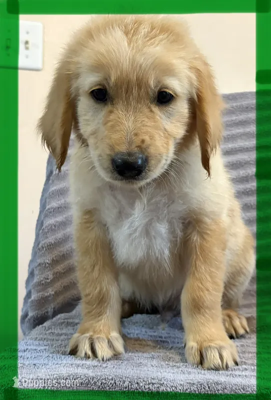 Green-Leo – Golden Retriever, English Cream Golden Retriever puppy for sale in Fair Grove, MO