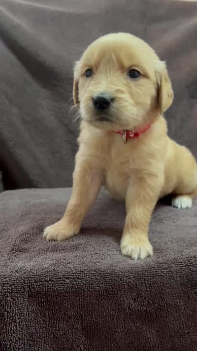 Red-Mars, a female Golden Retriever and English Cream Golden Retriever for sale in Fair Grove, MO – 7 of 7
