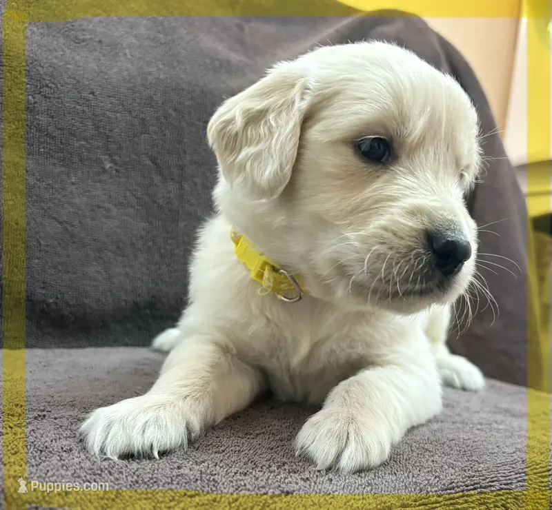Yellow- Scorpio – Golden Retriever, English Cream Golden Retriever puppy on hold in Fair Grove, MO