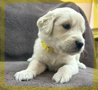 Yellow- Scorpio, a male Golden Retriever and English Cream Golden Retriever for sale in Fair Grove, MO – 1 of 6