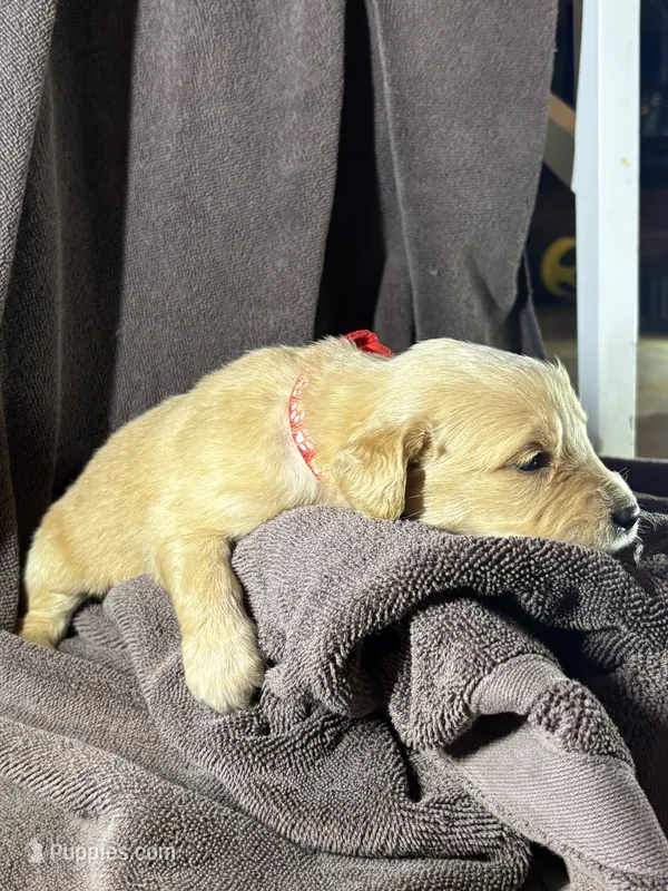 Red-Mars – Golden Retriever, English Cream Golden Retriever puppy for sale in Fair Grove, MO