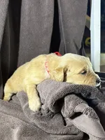 Red-Mars, a female Golden Retriever and English Cream Golden Retriever for sale in Fair Grove, MO – 1 of 4