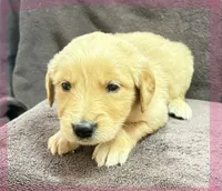 Pink-Stella, a female Golden Retriever and English Cream Golden Retriever for sale in Fair Grove, MO – 6 of 7