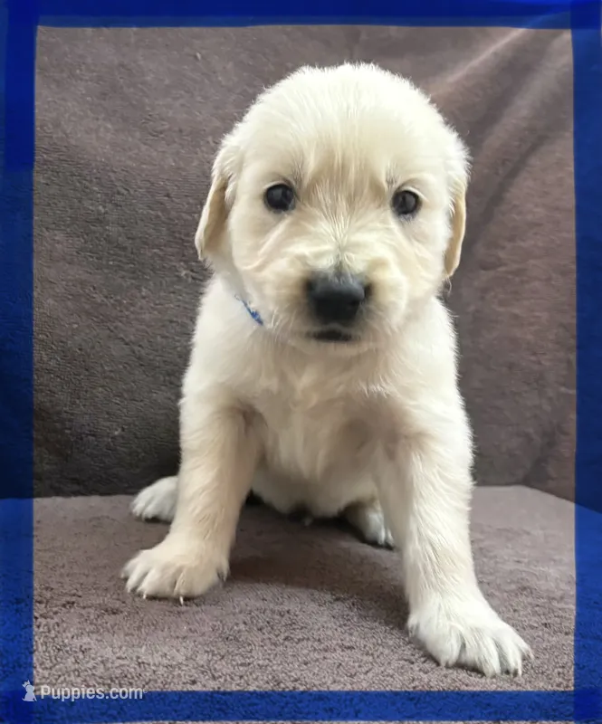 Dark blue-Neptune – English Cream Golden Retriever puppy for sale in Fair Grove, MO