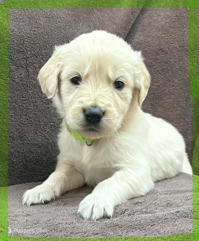 Light-Green- Taurus – Golden Retriever, English Cream Golden Retriever puppy for sale in Fair Grove, MO