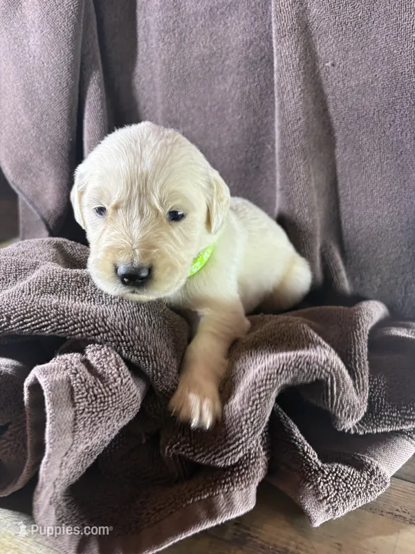 Light-Green- Taurus – Golden Retriever, English Cream Golden Retriever puppy for sale in Fair Grove, MO