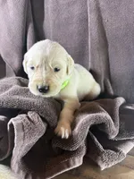 Light-Green- Taurus, a male Golden Retriever and English Cream Golden Retriever for sale in Fair Grove, MO – 1 of 3