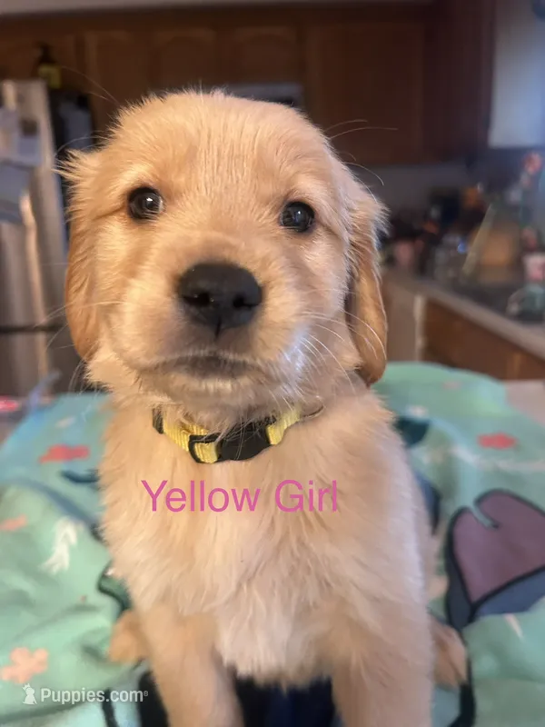 Yellow Girl – Golden Retriever puppy on hold in Redding, CA