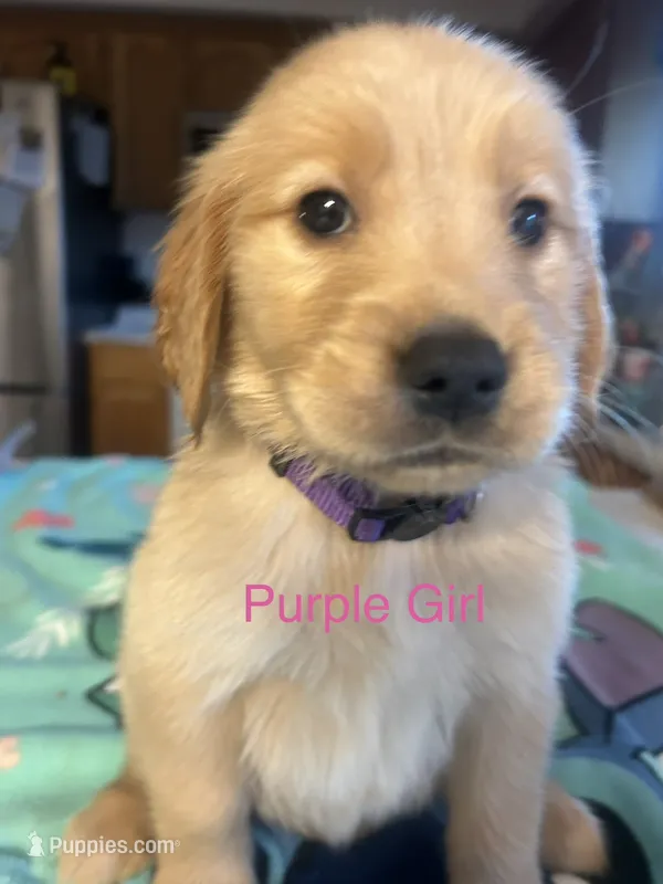 Purple Girl – Golden Retriever puppy for sale in Redding, CA