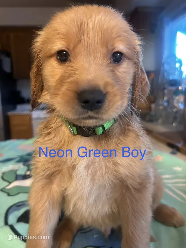 Neon Green Boy – Golden Retriever puppy for sale in Redding, CA