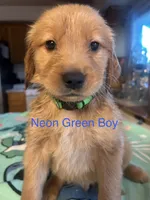 Neon Green Boy, a male Golden Retriever for sale in Redding, CA – 1 of 1