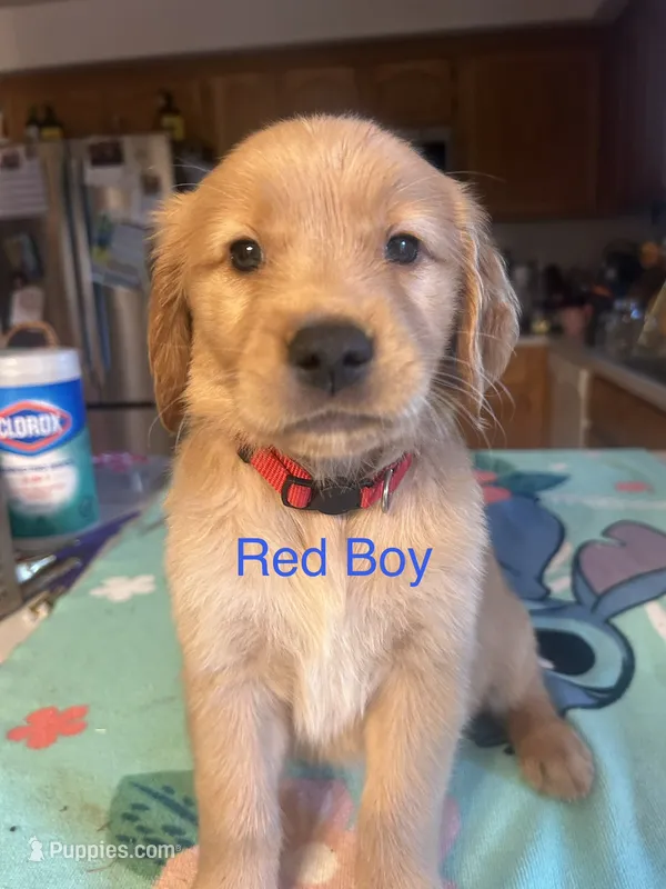Red Boy – Golden Retriever puppy for sale in Redding, CA