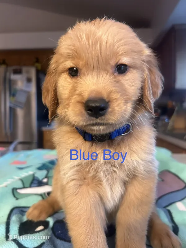 Blue Boy – Golden Retriever puppy for sale in Redding, CA