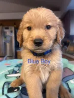 Blue Boy, a male Golden Retriever for sale in Redding, CA – 1 of 1