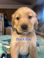 Black Boy, a male Golden Retriever for sale in Redding, CA – 1 of 1