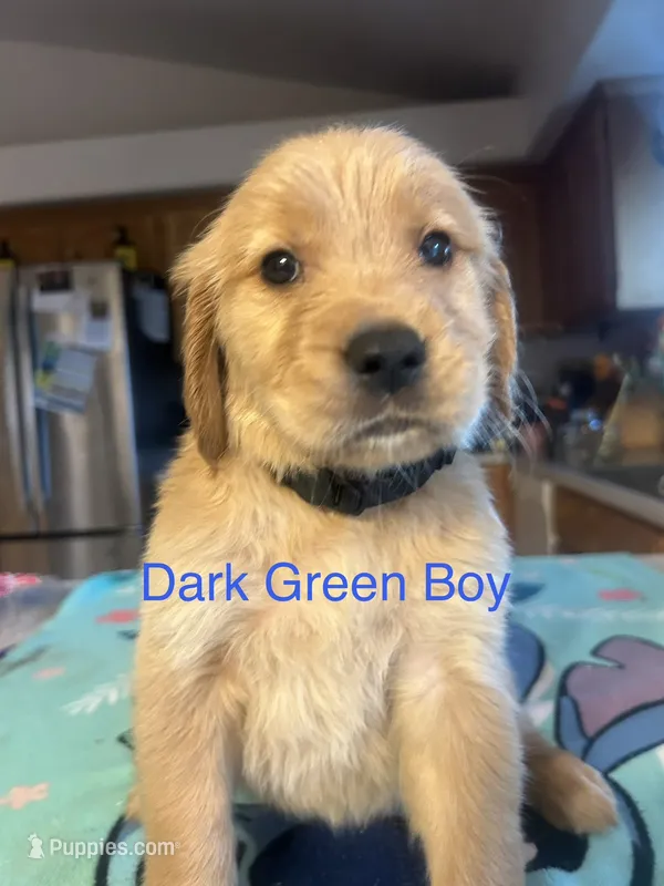 Dark Green Boy – Golden Retriever puppy for sale in Redding, CA