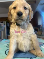Tan Girl, a female Golden Retriever for sale in Redding, CA – 1 of 1