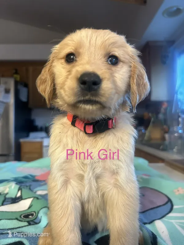 Pink Girl – Golden Retriever puppy for sale in Redding, CA