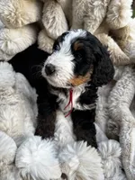 Marshall , a male Poodle - Miniature  and Bernedoodle for sale in Waco, TX – 6 of 6