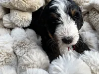 Marshall , a male Poodle - Miniature  and Bernedoodle for sale in Waco, TX – 5 of 6