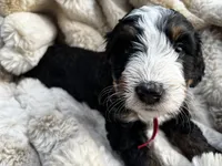 Marshall , a male Poodle - Miniature  and Bernedoodle for sale in Waco, TX – 2 of 6