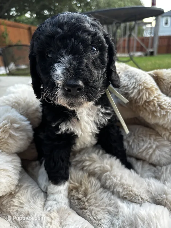 Everest – Poodle - Multi-Colored Standard, Bernedoodle puppy for sale in Waco, TX