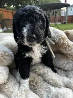 Everest, a female Poodle - Multi-Colored Standard and Bernedoodle for sale in Waco, TX – 1 of 2