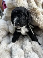 Everest, a female Poodle - Multi-Colored Standard and Bernedoodle for sale in Waco, TX – 2 of 2