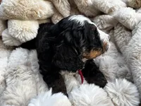 Marshall , a male Poodle - Miniature  and Bernedoodle for sale in Waco, TX – 3 of 6
